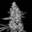 Watermelon Man Auto (DNA Genetics) Feminized