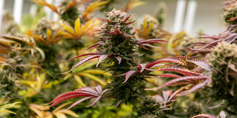 Top 10 outdoor strains voor Nederland: maximale oogst, minimale zorgen!
