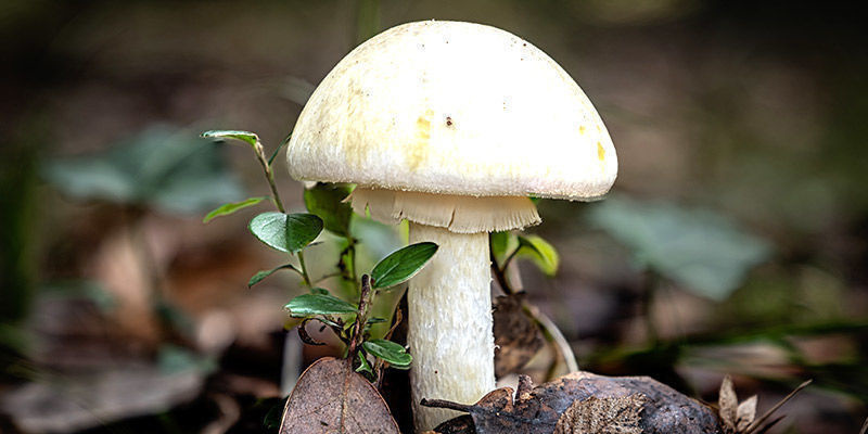 Groene Knolamaniet