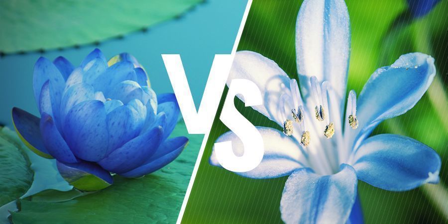 Blauwe Lotus: Nauw verwante planten