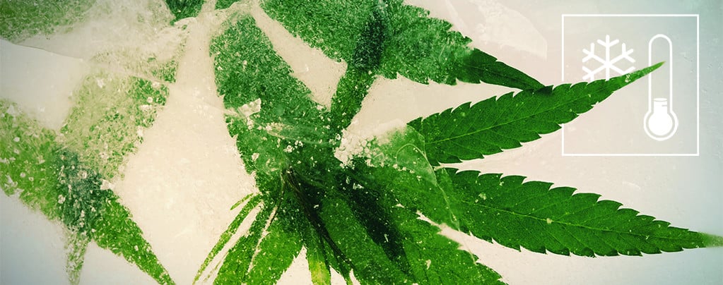 Cannabiszaden Koudere Klimaten