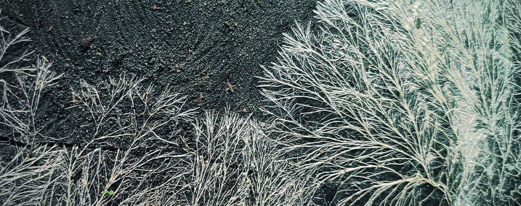 Wat Is Mycelium?