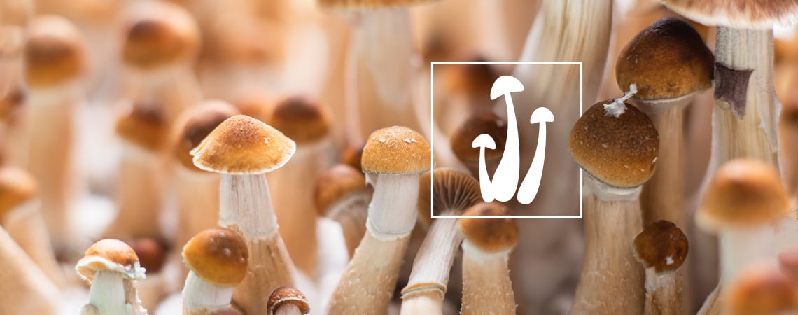 Verse of gedroogde paddo's: welke zijn beter?