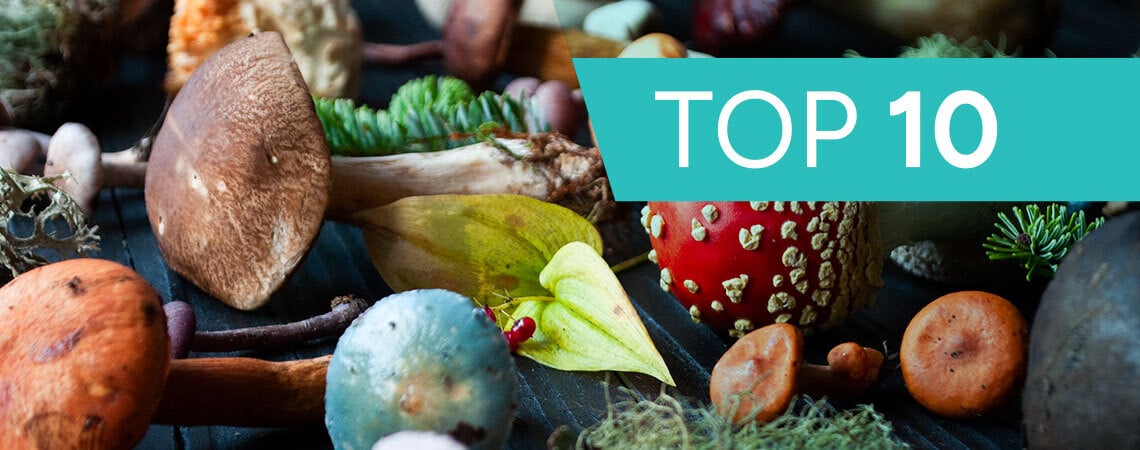 Ontdek De Top 10 Paddenstoelen Voor Je Gezondheid
