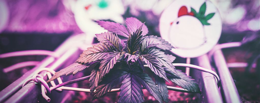 De Optimale Afstand Tussen Groeilampen En Wietplanten