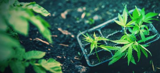 Hoe Verpot Je Succesvol Autoflowering Wiet? 