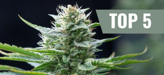 Top 5 Cannabis Sativasoorten Voor 2025
